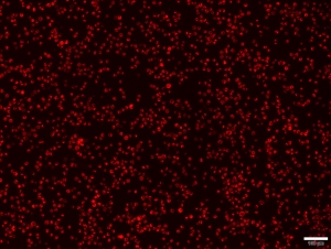 Advanced DNA RNA Transfection Reagent 
